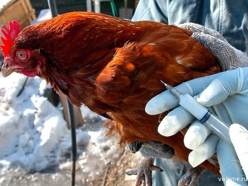 В Челябинской области выявлен птичий грипп