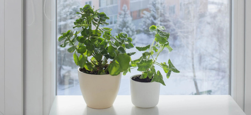 Как помочь комнатными растениями пережить зиму