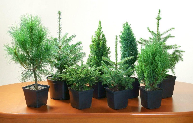 Хвойники для дома