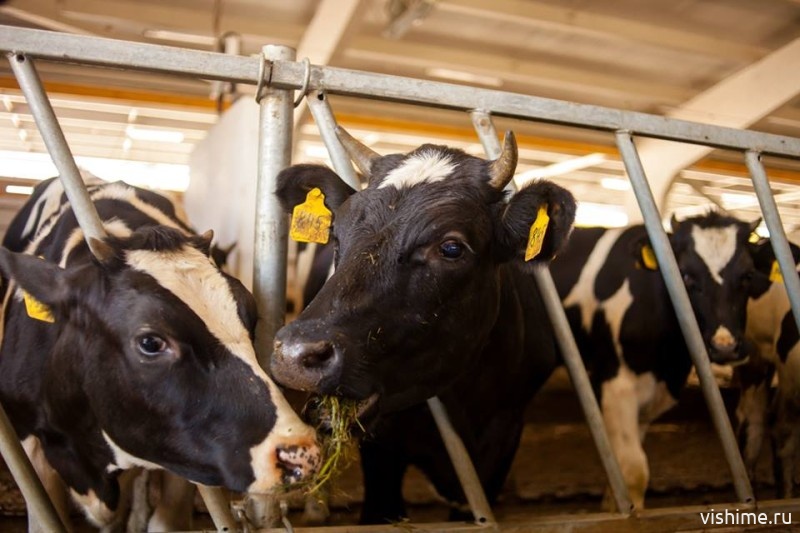 В Ишимском районе продолжают действовать карантинные мероприятия из-за коровьей эпидемии