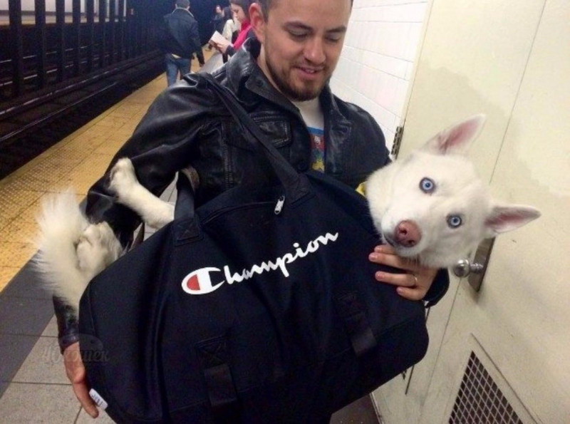 Когда в метро Нью-Йорка запретили провозить собак