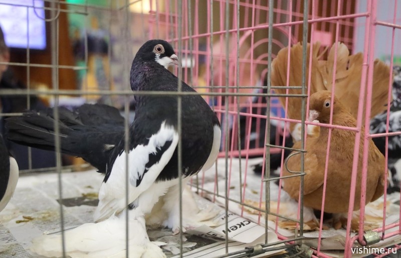 Выставка голубей «Птица мира» в Ишимском районе
