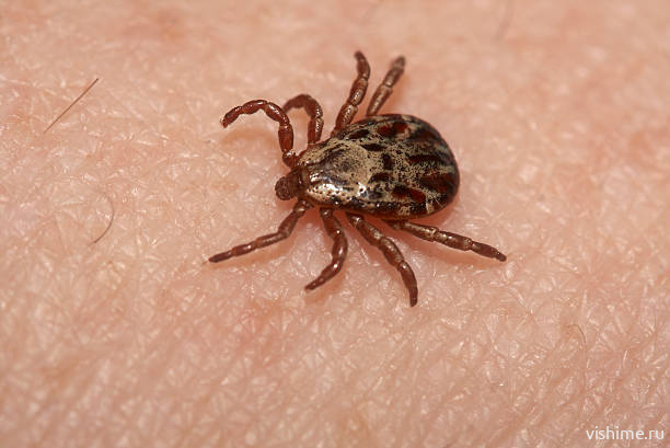 Клещи проснулись: что делать