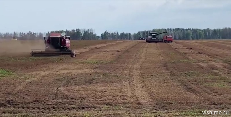 Уборочная кампания в Ишимском округе затрудняется из-за дождей