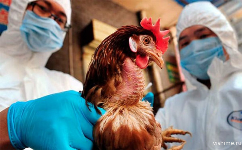 В Тюменской области зафиксировали очаг птичьего гриппа