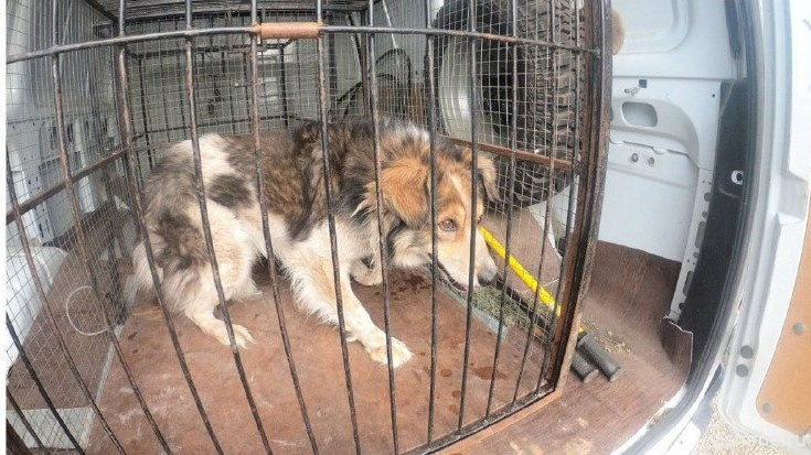 Ишиме работает приют для бездомных животных