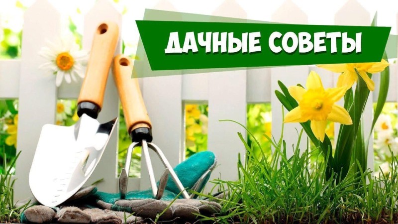 10 садовых хитростей для продвинутых дачников