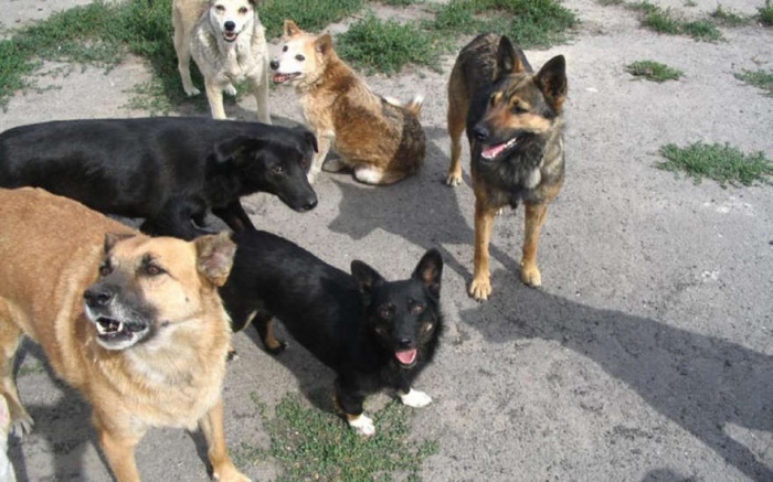 В Ишиме начали отлов бродячих собак