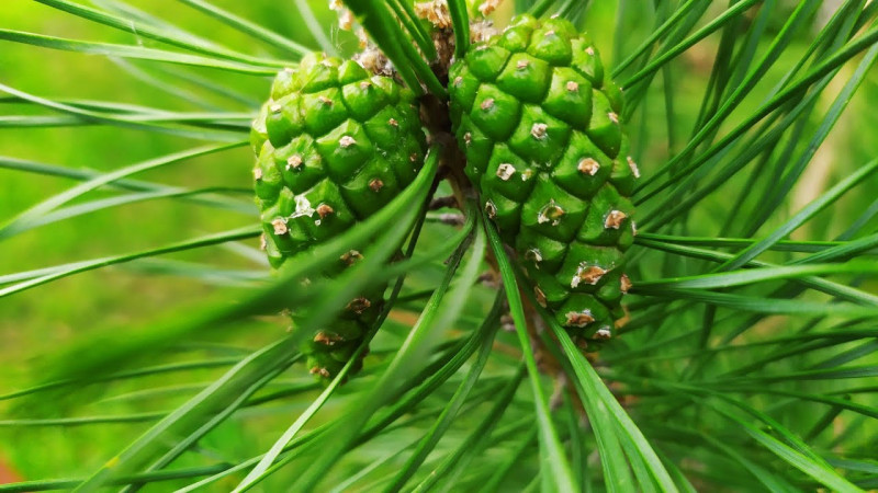 Лекарство из леса: 4 способа применения сосновых шишек для здоровья
