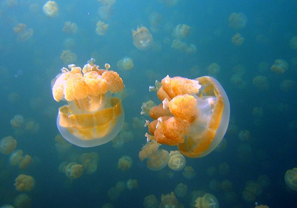 Какие обитатели Чёрного моря самые опасные