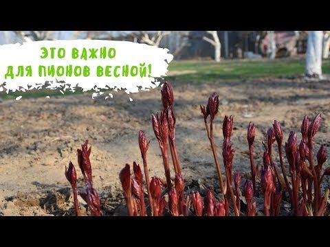 Пионы: весенняя профилактика и подкормка