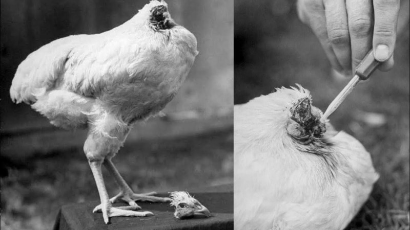 Как один петух прожил 1,5 года без головы