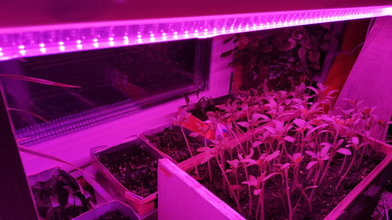 Фитолампы для рассады: когда без них не обойтись
