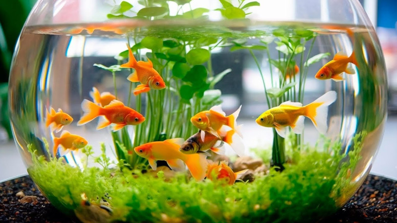 Аквариум в квартире