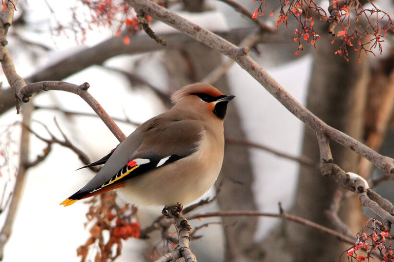 7 интересных фактов о свиристелях: