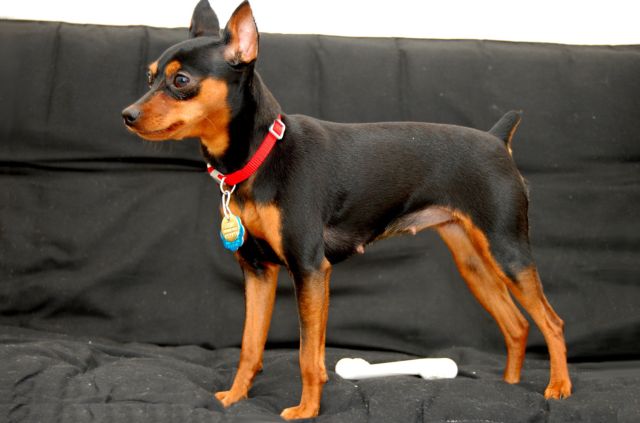 Породы собак, которые входят в группу пинчеры