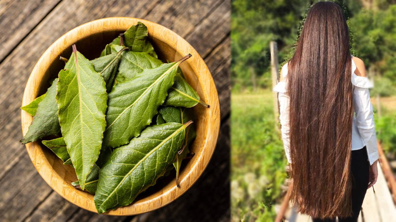 Лавровый лист — секрет сильных и блестящих волос