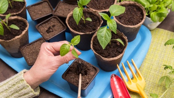Какие культуры сажать в феврале на рассаду.