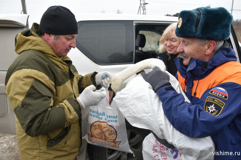 История добра: сотрудники МЧС и добровольцы спасли лебедей 