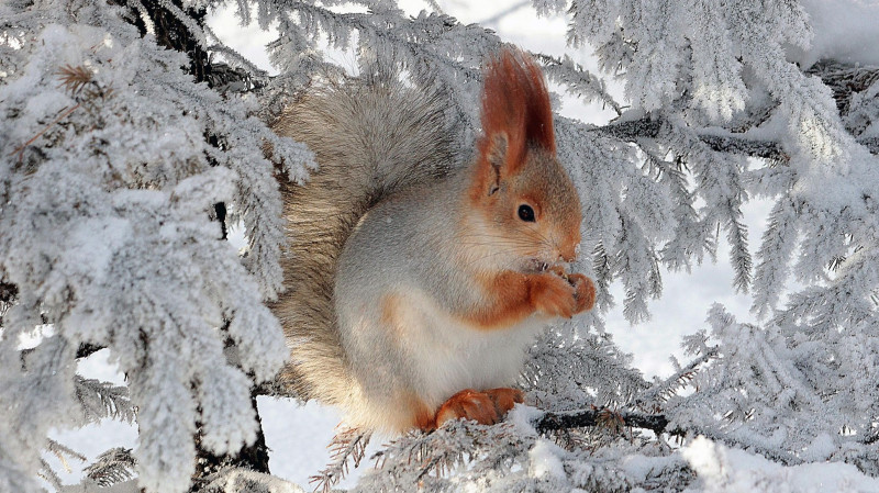 16 удивительных фактов о белках