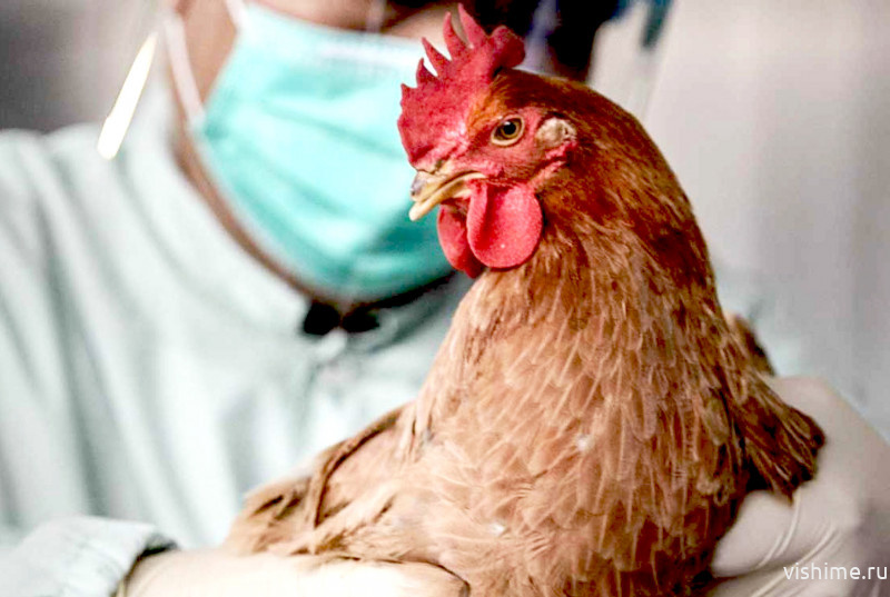 В Тюменской области зафиксирована вспышка птичьего гриппа 