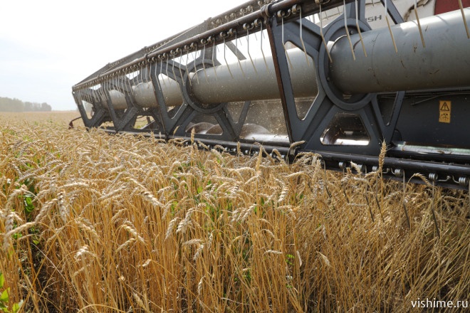 Ишимский округ установил исторический рекорд по урожайности