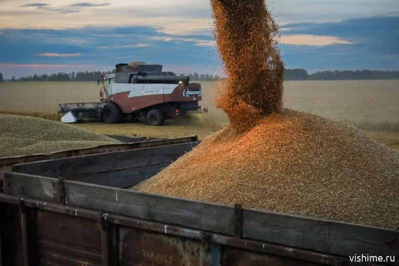 Урожайность в Ишимском округе вдвое превысила среднюю по области