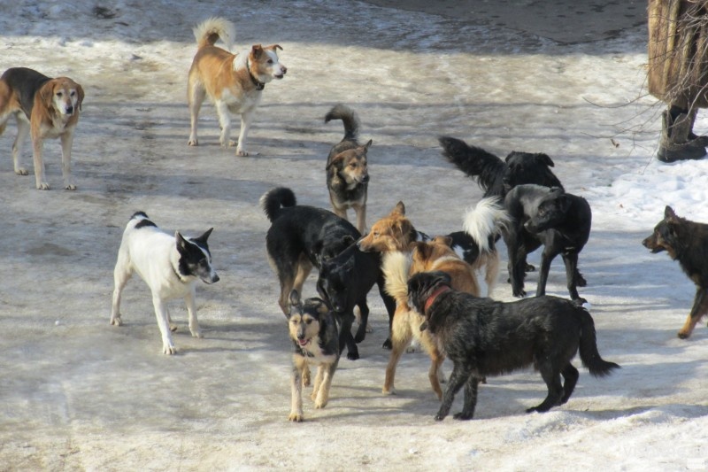Жители Тюменского района просят власть уничтожить бродячих собак