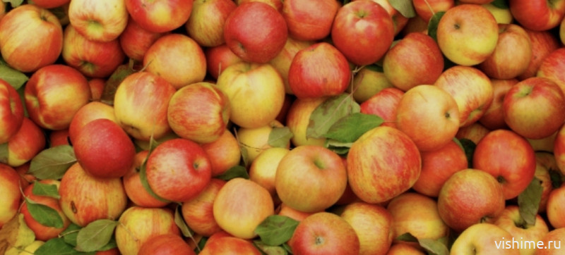 Почему яблоки обязательно должны быть в рационе