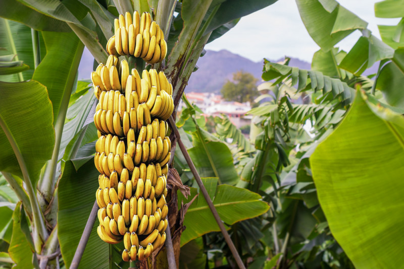 Банановый грибок уничтожает целые плантации