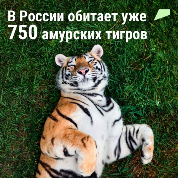 Спасение амурских тигров 