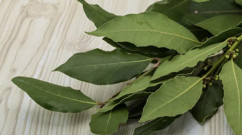 Лавровый лист — секретное оружие для цветовода