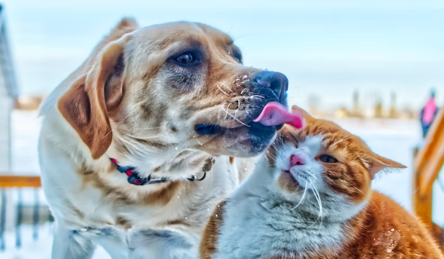 Как подружить кошку и собаку: пошаговая инструкция