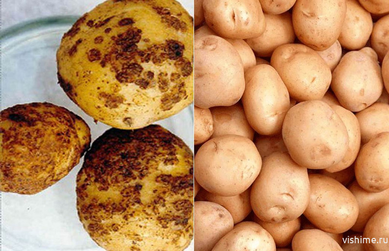 Управление Россельхознадзора предупреждает об опасности золотистой картофельной нематоды