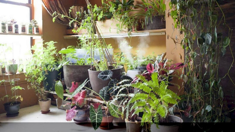 Весенний уход за комнатными растениями