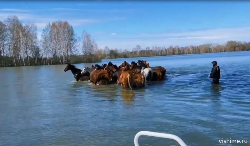 Сотрудники МЧС спасли табун лошадей с затопленной территории в Ишимском районе