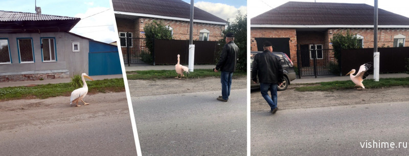 Розовый пеликан решил прогуляться по Ишиму