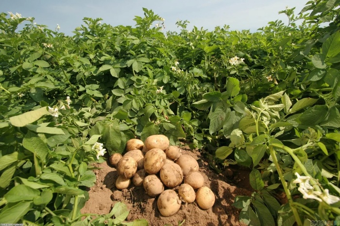 Ишимцам предоставят участки под картофель