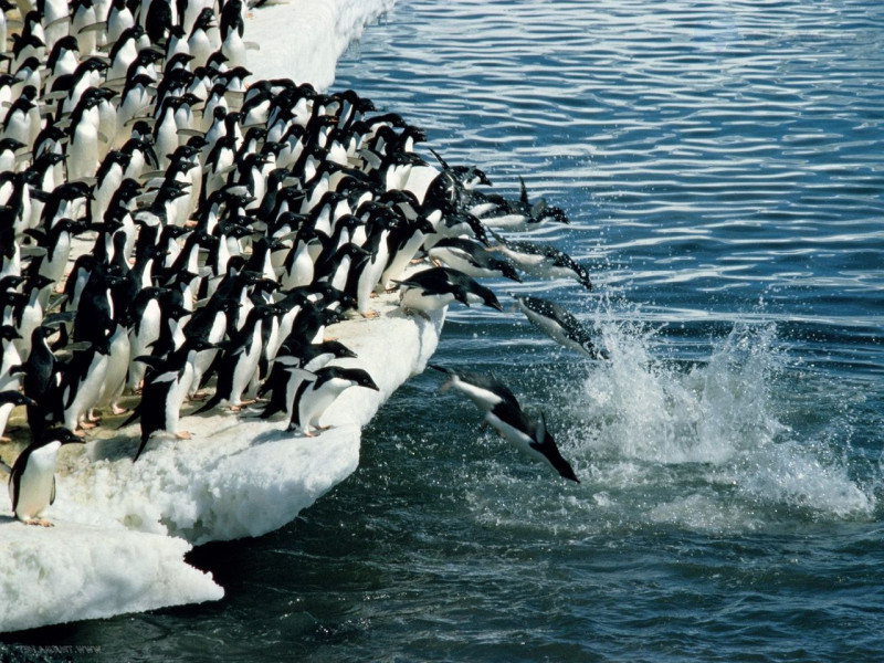 В Антарктиде обнаружили мегаколонию пингвинов Адели.