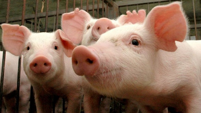 Из-за африканской чумы в Тюменской области свиньи идут "под нож" 