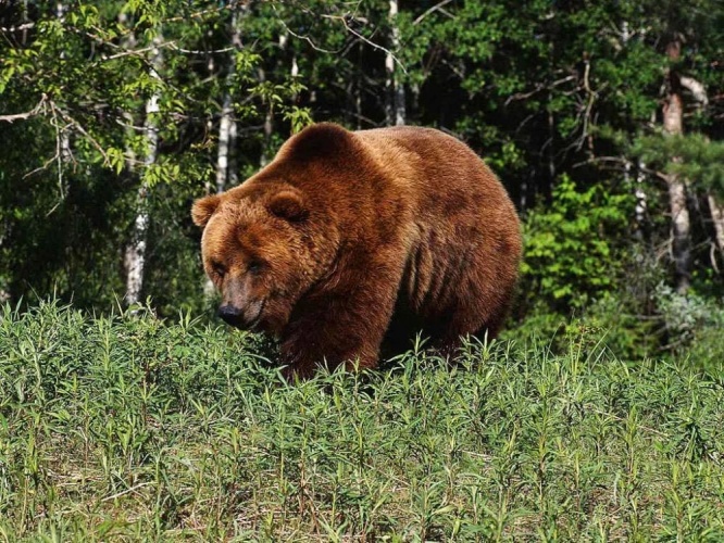 В Ишимском районе бродит медведь