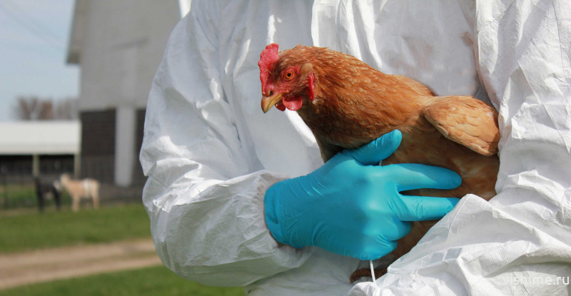Управление Россельхознадзора информирует о вспышке гриппа птиц  на территории Тюменской области
